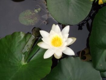 nenuphare Pascal Wallyn Reiki Usui